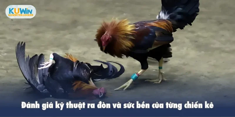 Đánh giá kỹ thuật ra đòn và sức bền của từng chiến kê